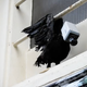 Illustration for article titled In the streets of Utrecht, cybernetic birds keep tabs on the populace